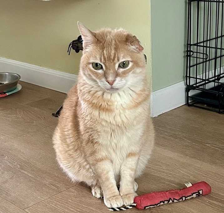 Photo of Samuel L J Cat
