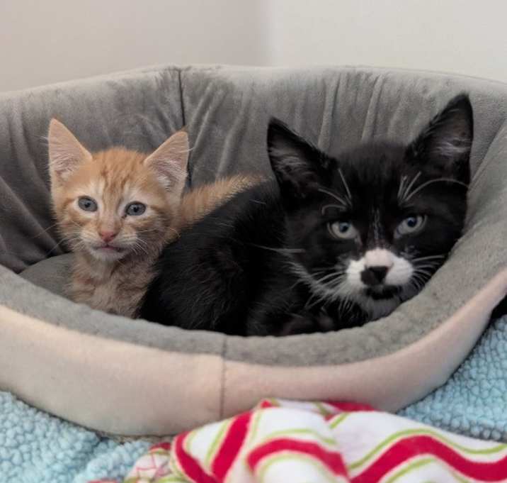 Photo of Simon / Garfunkel
