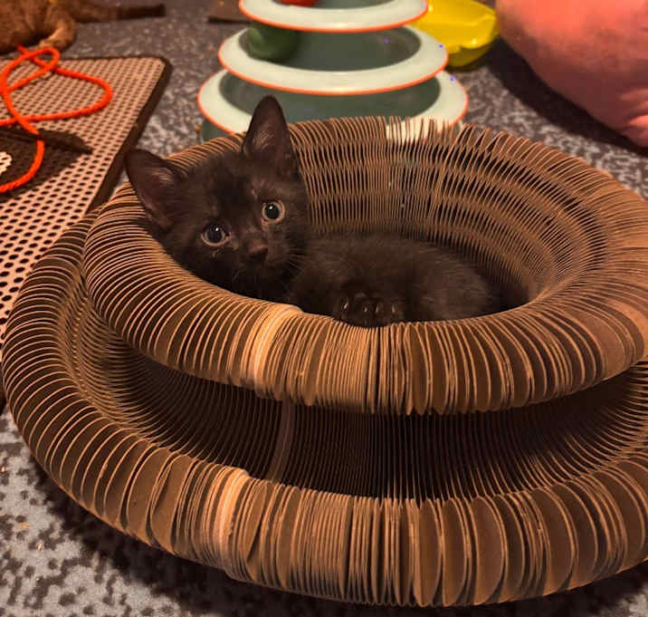Photo of Pistol Pete Meowavich