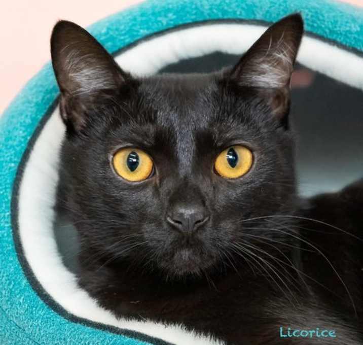 Photo of Licorice