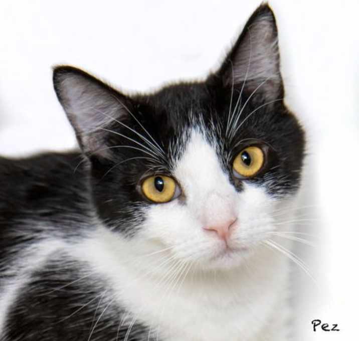 Photo of Pez