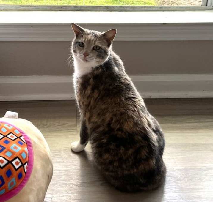 Photo of Tori