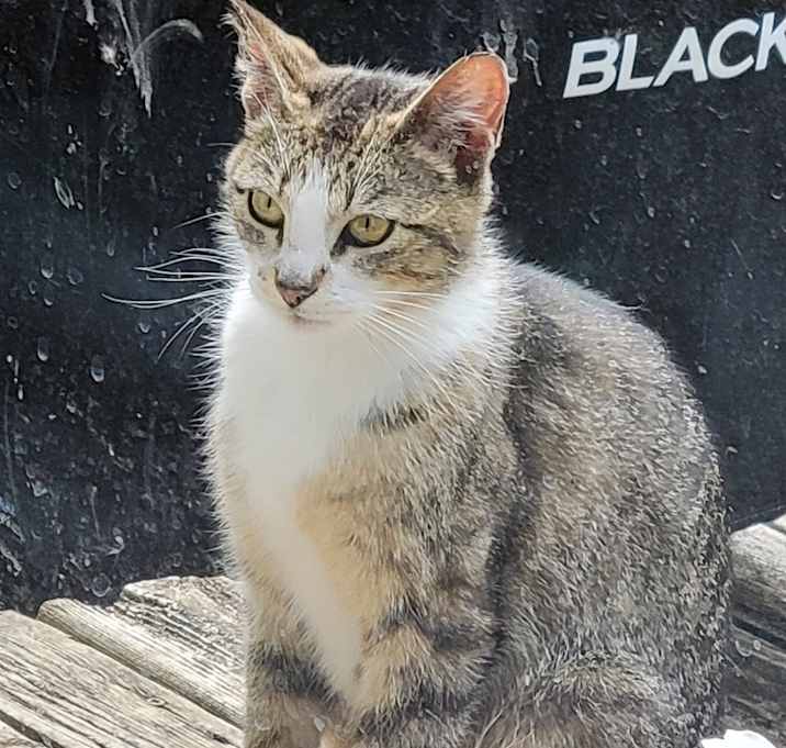 Photo of Ruby