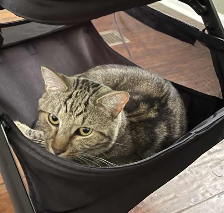 Photo of Mochi