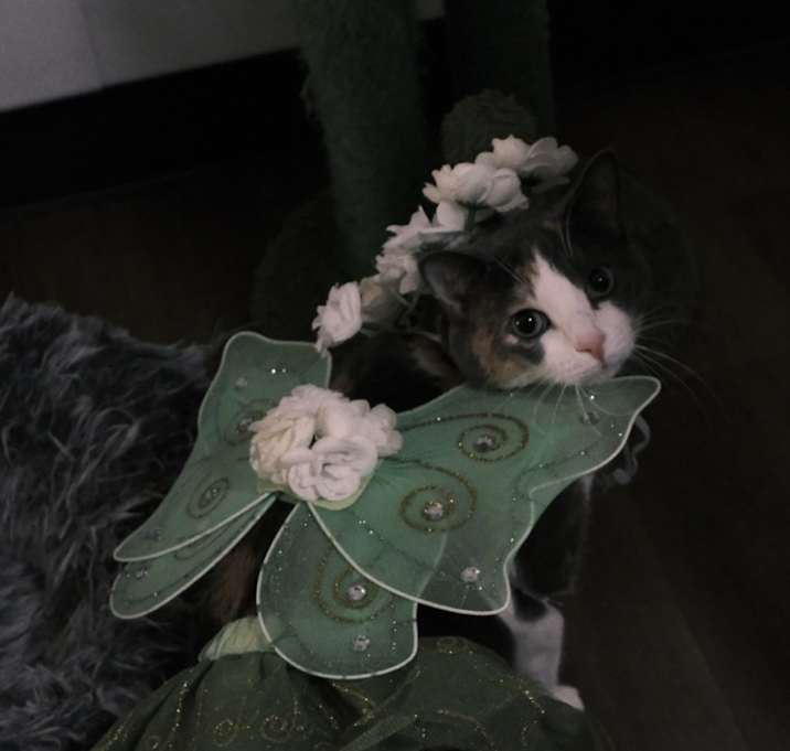 Photo of Jelly