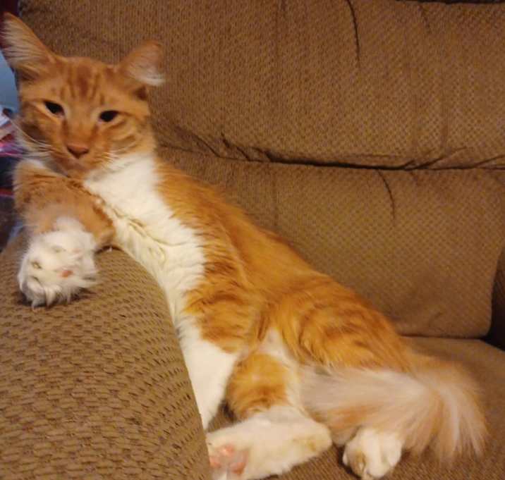 Photo of Oliver