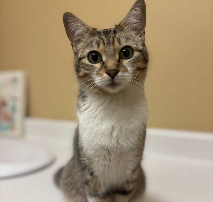 Photo of Mini