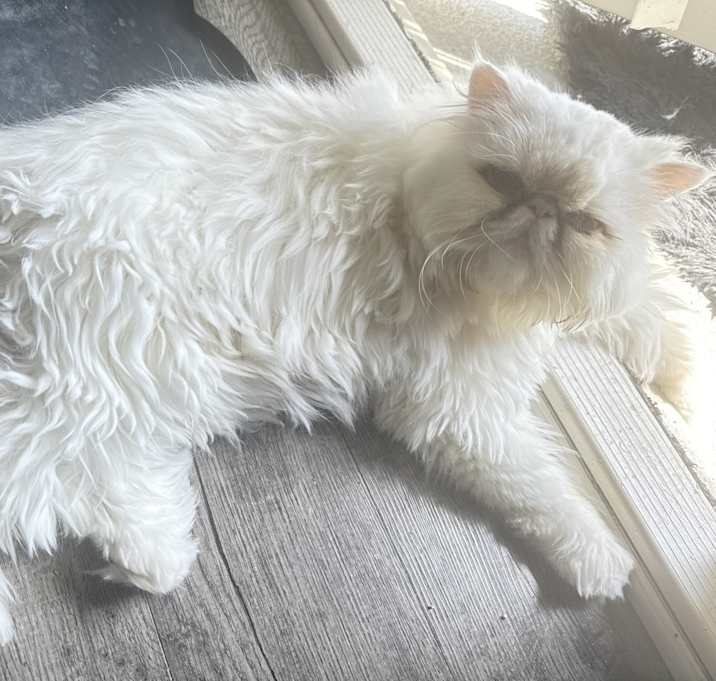Photo of Coco