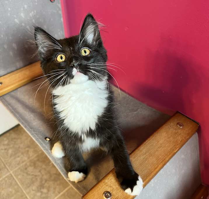 Photo of FLYNN