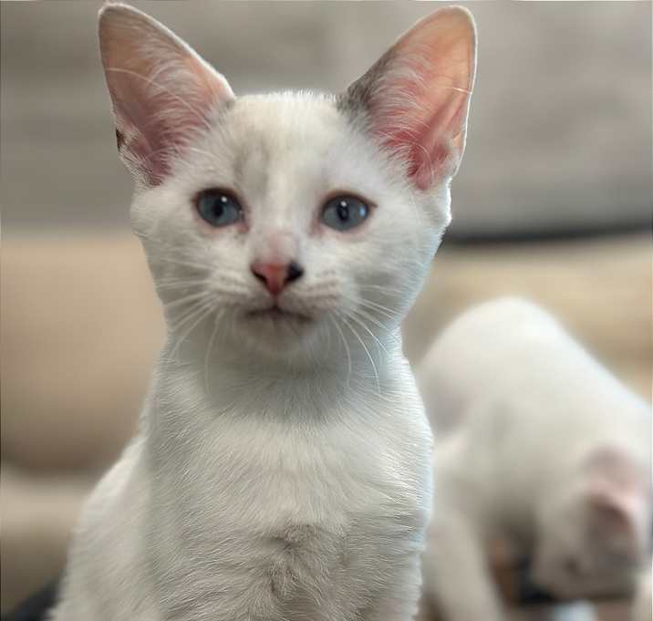 Photo of Opal