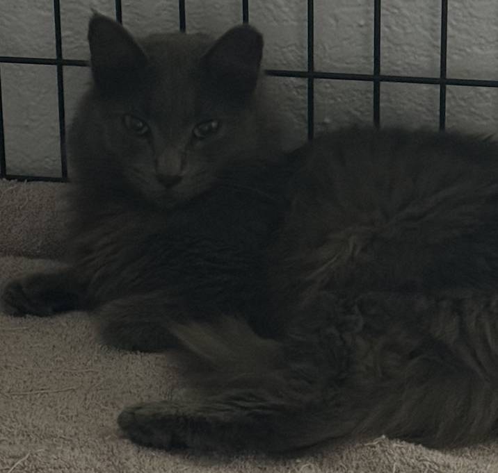 Photo of Sunni