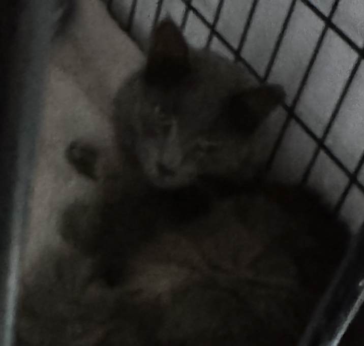 Photo of Sunni