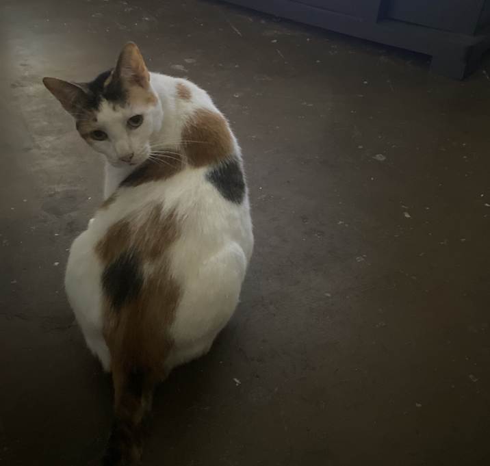 Photo of Athena
