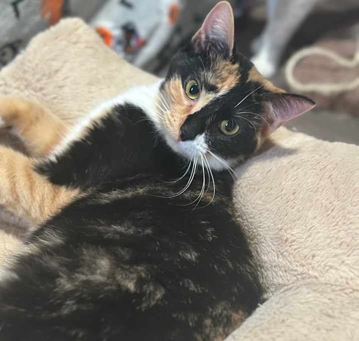 Photo of Chevy