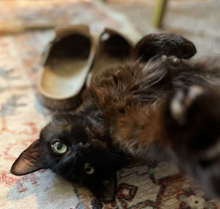 Photo of Kitten