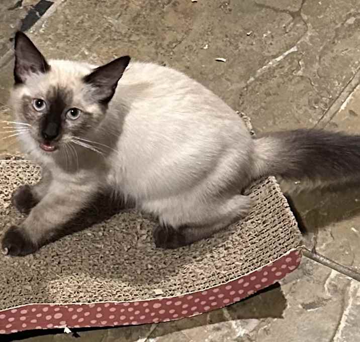 Photo of Otis - Sweet Siamese