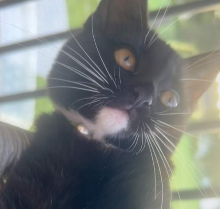 Photo of Kiwi