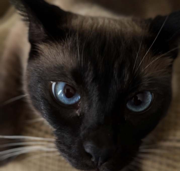 Photo of Kiyoshi