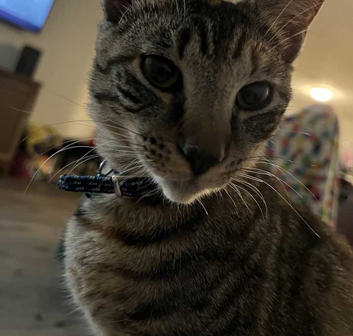 Photo of Maple