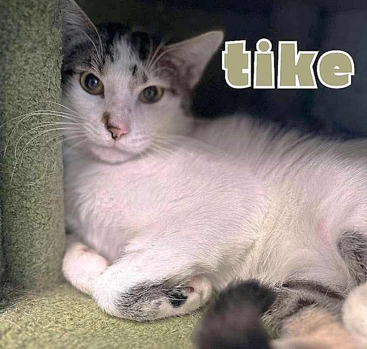 Photo of TIKE
