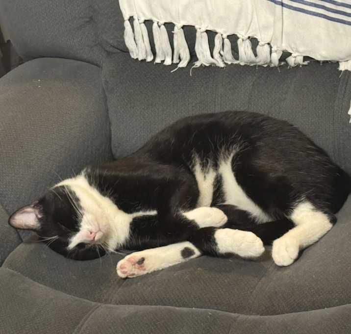 Photo of Niko