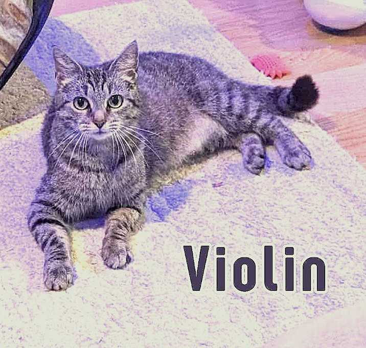 Photo of VIOLIN