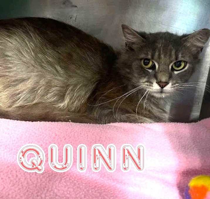 Photo of QUINN