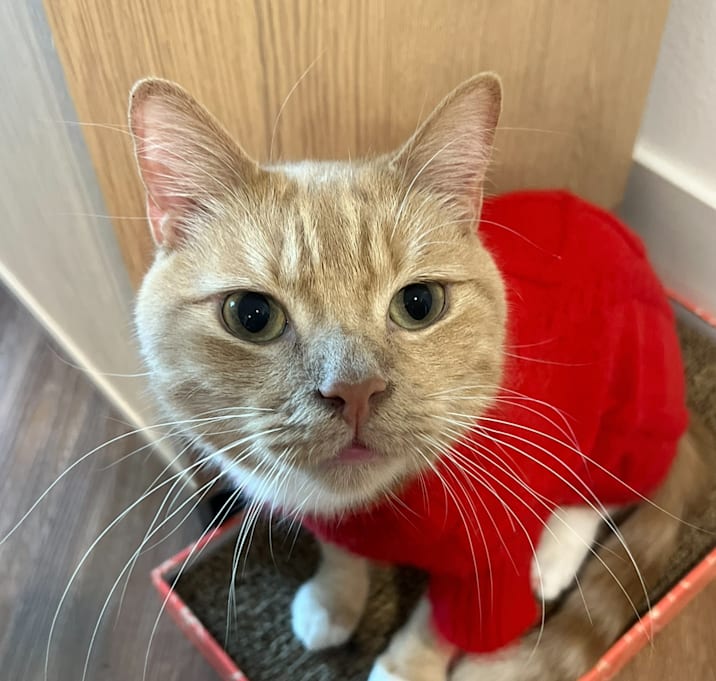 Photo of Apollo