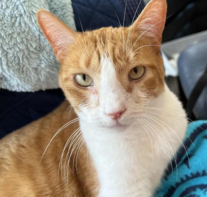 Photo of Jet