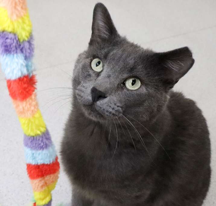 Photo of Chonk