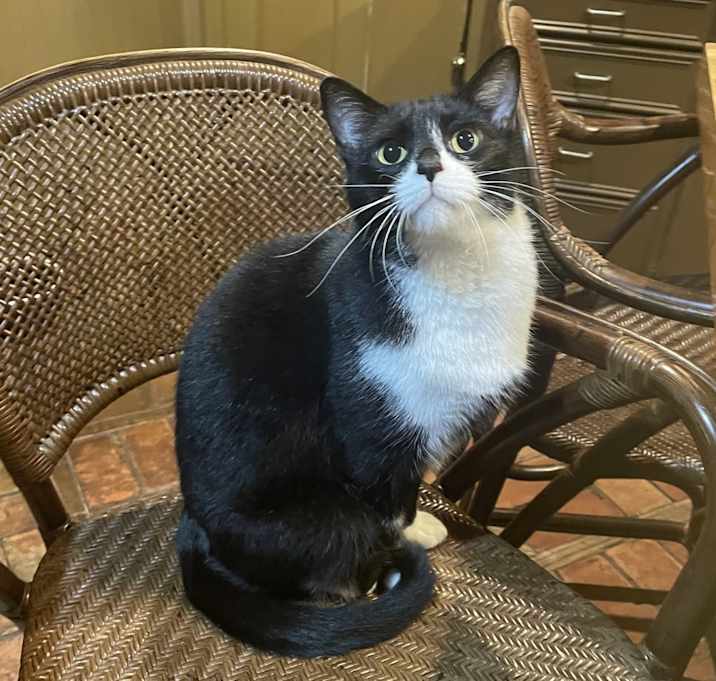 Photo of Gatsby