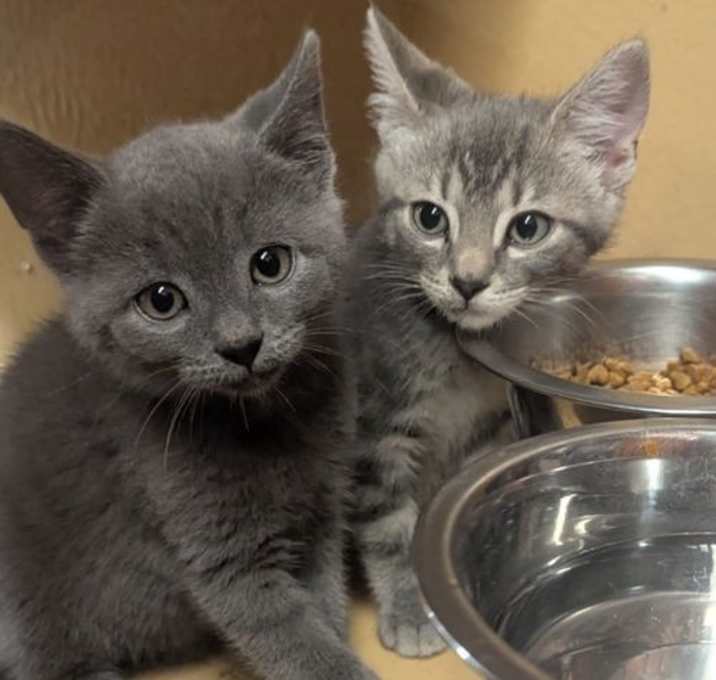 Photo of Truffle (FCID# 06/11/2025 - 39 Millsboro PS)