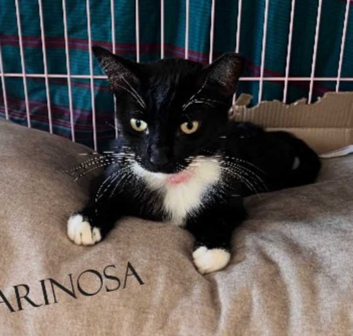 Photo of Farinosa