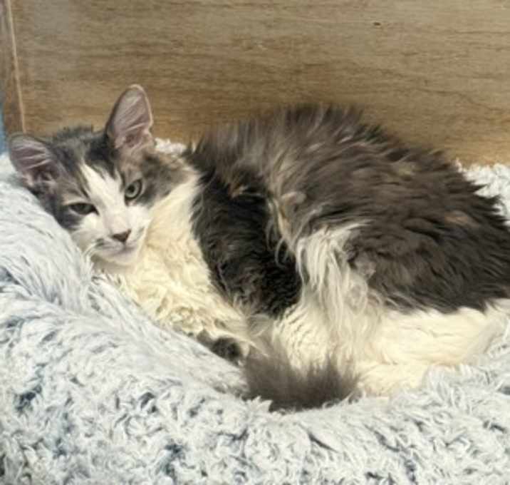 Photo of Lucy - AVAILABLE BARN BUDDY*