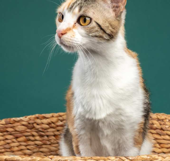 Photo of Goldie