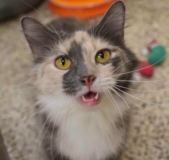 Photo of Moxie 57524