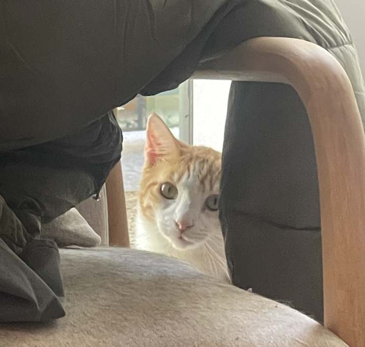 Photo of Meowty