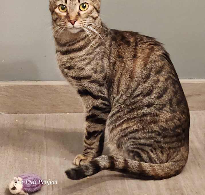 Photo of Temari