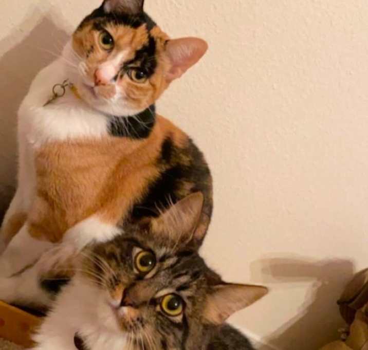 Photo of Petunia