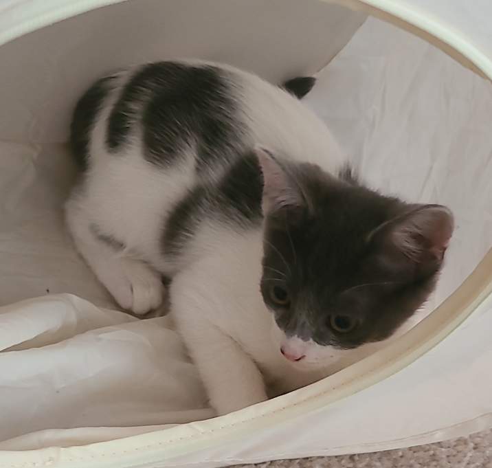Photo of Ameba