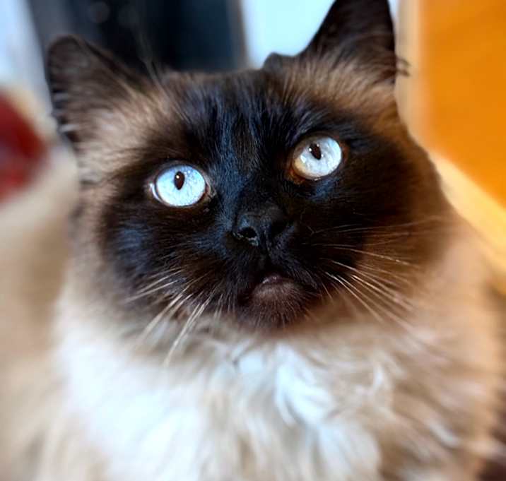 Photo of Tuna