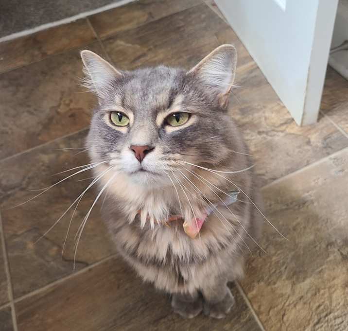 Photo of Miko