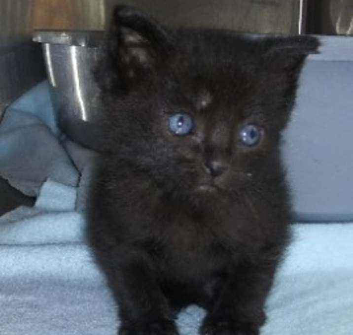 Photo of Pip