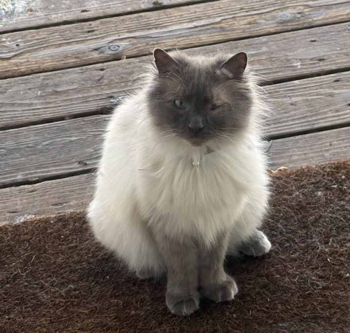 Photo of Icarus