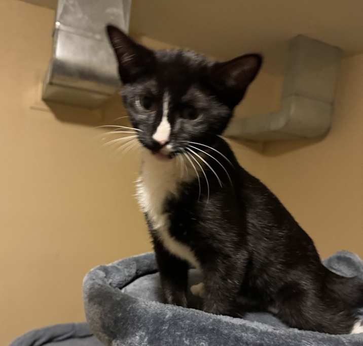 Photo of Dot