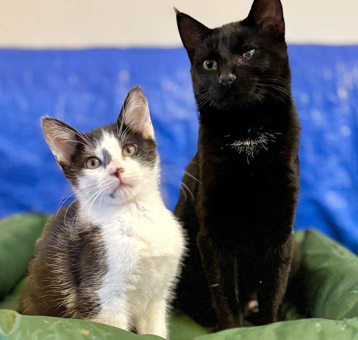 Photo of Tammy & Bo (meet us in the Cat Lounge)