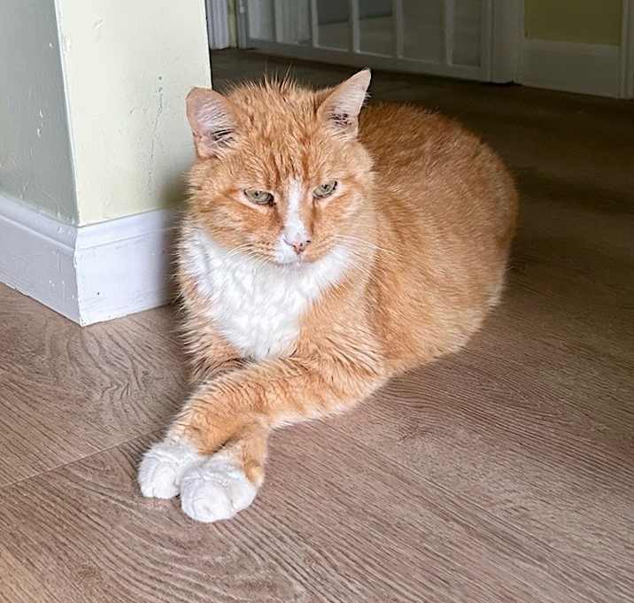 Photo of Achilles