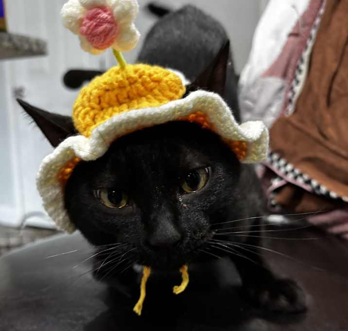 Photo of Bambino