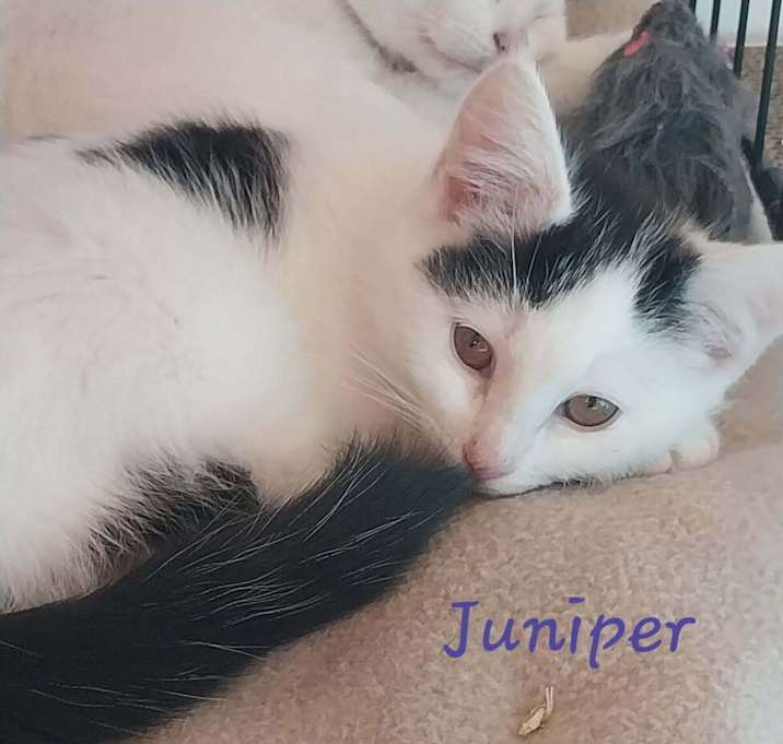 Photo of Juniper