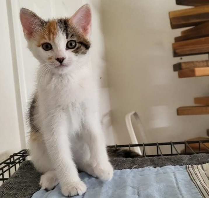 Photo of Marigold
